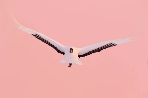 クレーンの日没 鳥は飛ぶ 雪に覆われた自然から野生動物のシーン 雪に覆われた草原 ロシア アジア上記赤戴冠させたクレーン飛行 夕方ピンクの空に大きな白い鳥の寒い日 — ストック写真