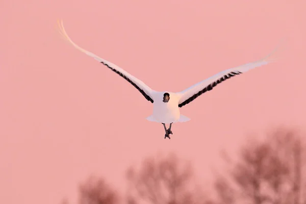 Pôr Sol Crane Japão Pássaro Voa Cena Vida Selvagem Natureza — Fotografia de Stock