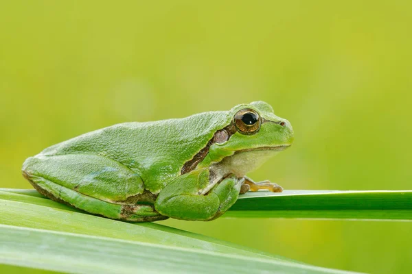 European Tree Frog Hyla Arborea Sitting Grass Straw Clear Green — Stock Photo, Image