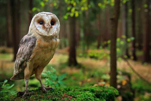 Barn Owl Tyto Alba Siedzi Kamieniu Zielony Mech Lesie Godzinach — Zdjęcie stockowe