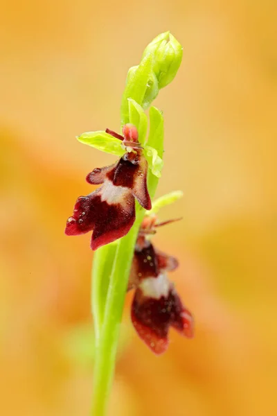 Flyga Orkidé Ophrys Insectifera Blommande Europeiska Markbundna Vild Orkidé Naturen — Stockfoto