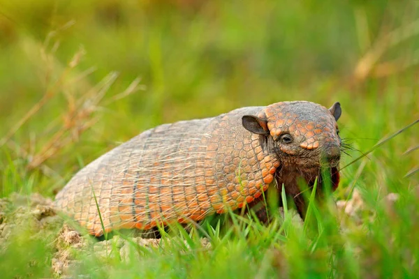 Six Banded Armadillo Yellow Armadillo Euphractus Sexcinctus Pantanal Brasil Cena — Fotografia de Stock