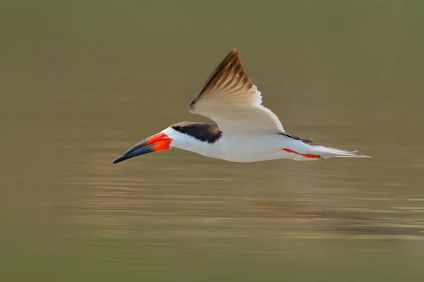 Skimmer Africano Rynchops Flavirostris Voo Ação Cena Vida Selvagem Natureza — Fotografia de Stock