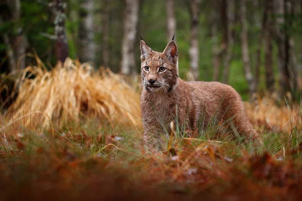 歩いてヨーロッパオオヤマネコ ドイツから野生の猫 々の間のボブキャット 秋の草で狩猟肉食動物 緑の森のリンクス チェコ ヨーロッパから野生動物のシーン — ストック写真