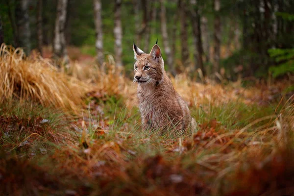 Eurasisk Los Vej Vild Kat Fra Tyskland Bobcat Blandt Træerne - Stock-foto