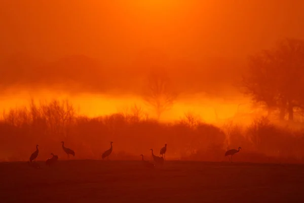 Κοινή Γερανός Ανατολή Του Ηλίου Grus Grus Μεγάλα Πουλιά Στον — Φωτογραφία Αρχείου