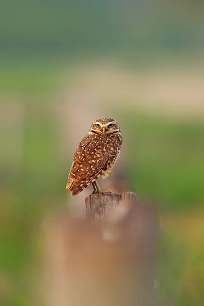 Burrowing Owl Athene Cunicularia Ave Nocturna Con Hermoso Sol Nocturno —  Fotos de Stock