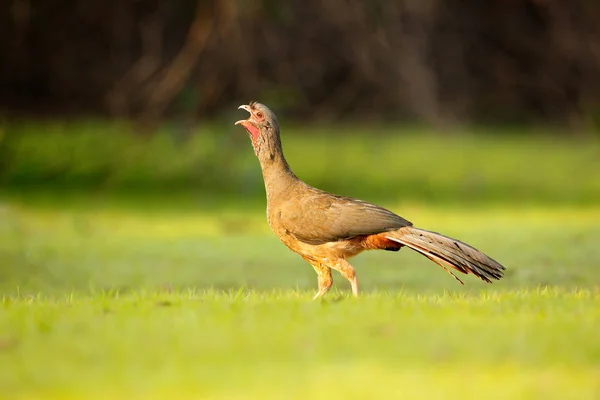 Chaco Chachalaca Ortalis Canicollis Bird Open Bill Walking Green Grass — Stock Photo, Image