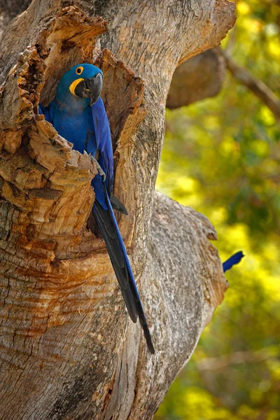 Hyacinth Macaw Anodorhynchus Hyacinthinus Blå Papegoja Stående Stora Blå Papegoja — Stockfoto