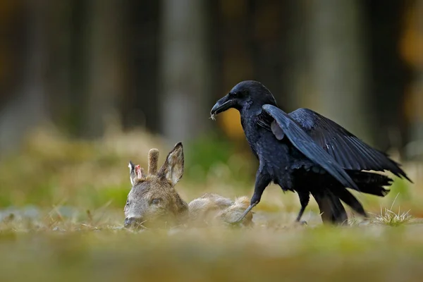 Cuervo Con Ciervo Europeo Muerto Cadáver Bosque Pájaro Negro Con —  Fotos de Stock