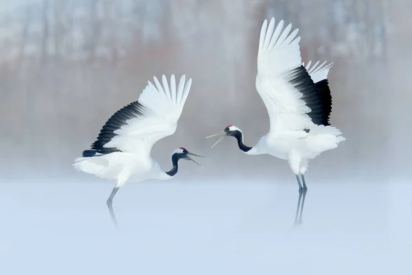 Dua Heron Atas Salju Selama Siang Hari — Stok Foto