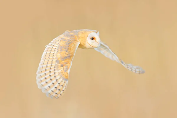 Barn Owl Tyto Alba Survolez Herbe Blanche Matin Faune Scène — Photo