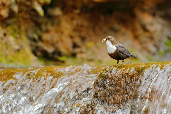 Weisskehldipper Cinclus Cinclus Brauner Vogel Mit Weißer Kehle Fluss Wasserfall — Stockfoto