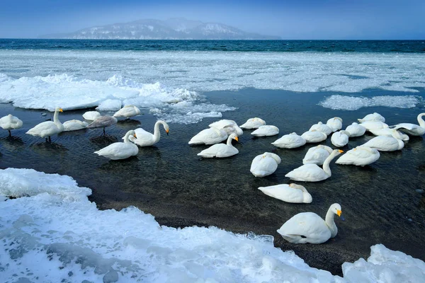 Lac Neige Avec Glace Japon Cygnes Siffleurs Cygnus Cygnus Oiseaux — Photo
