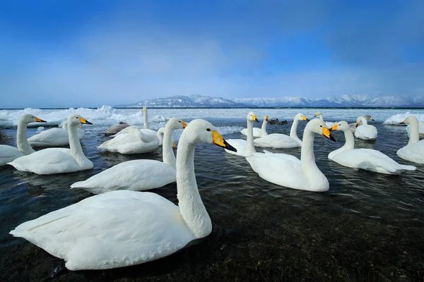 Cisnes Whooper Cygnus Cygnus Aves Hábitat Natural Lago Kusharo Escena — Foto de Stock