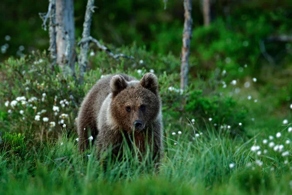 Magányos Fiatal Cub Medve Fenyves Erdőben Medve Kölyök Anyja Nélkül — Stock Fotó