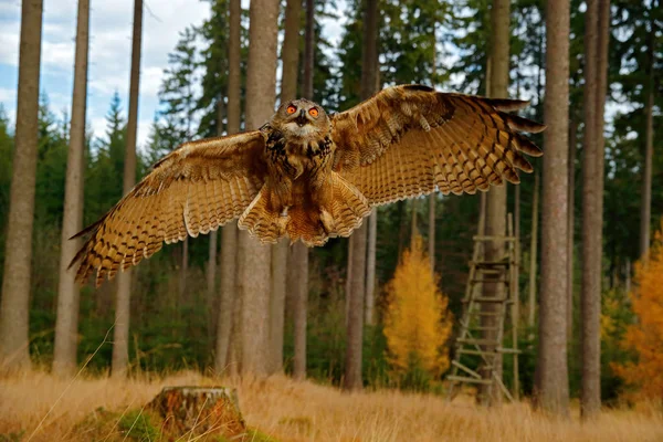 Coruja Habitat Florestal Lente Grande Angular Voando Eurasian Eagle Coruja — Fotografia de Stock