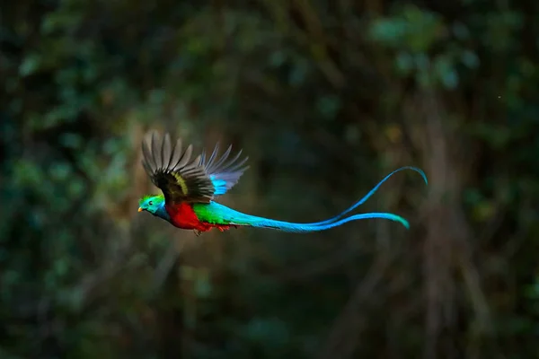 Pajaro quetzal_ animal endémico de México