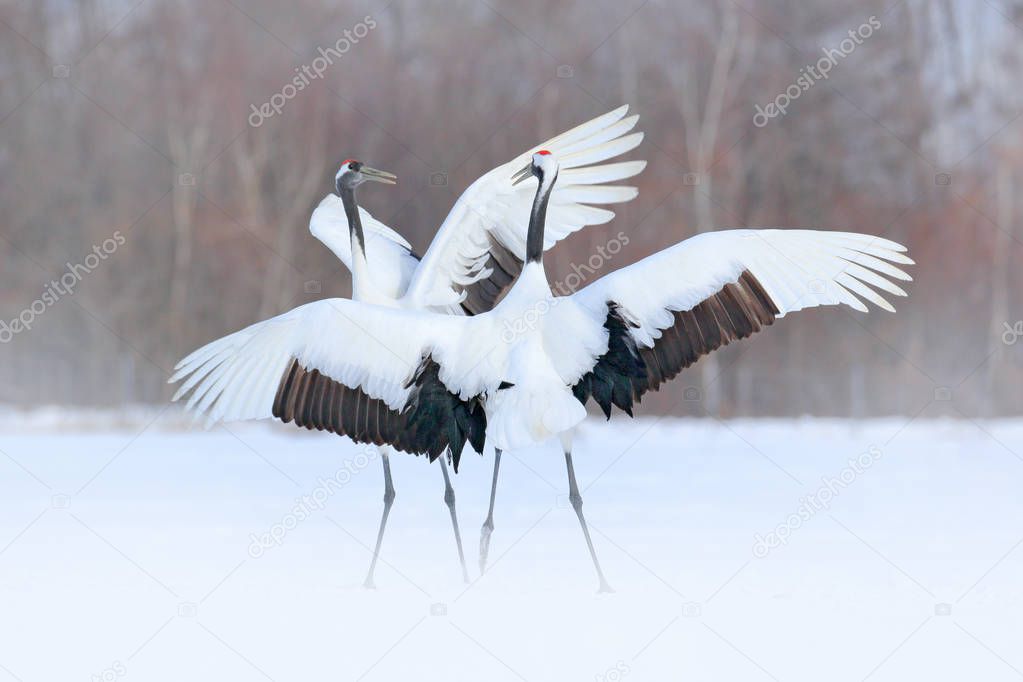 Dancing pair of Red-crowned crane with open wing in flight, with snow storm, Hokkaido, Japan. Bird in fly, winter scene with snow. Love dance in nature. Wildlife scene from snowy nature. Snowy winter.