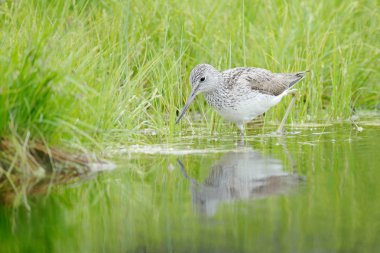 Suda kuş var. Ortak Greenshank, Tringa nebularia, pamuk otu gizli gri kuş. İsveçli Wader. Güzel bir ortamda kuş, yaban hayatı Avrupa. 