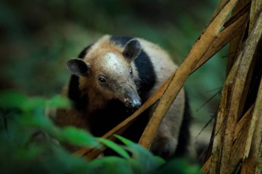 Kuzey tamandua, Tamandua mexicana, doğa orman habitat, Corcovado Np, Kosta Rika vahşi karınca yiyen. Tropic junge ormandaki yabani hayvanlar ve bitkiler sahne. Karınca yiyen uzun namlu ve büyük kulak.