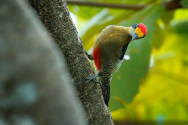 Altın-naped ağaçkakan, Melanerpes chrysauchen, yuvalama delik ile ağaç torink üzerinde oturan, doğa habitat siyah ve kırmızı kuş, Corcovado, Kosta Rika. Kuş gözlemciliği, Güney Amerika. Yeşil kuş.