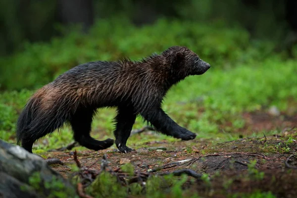 Ejecutando Wolverine Rusia Taiga Escena Vida Salvaje Naturaleza Animales Raros — Foto de Stock