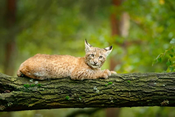 緑の森で若いリンクス 自然から野生動物のシーン ヨーロッパオオヤマネコの生息地で動物行動学を歩きます ドイツからの野生の猫のカブ 々の間の野生のボブキャット 秋の草で狩猟肉食動物 — ストック写真