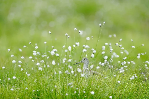 Gemeenschappelijke Groenpootruiter Tringa Nebularia Grijze Vogel Verborgen Katoen Gras Wader — Stockfoto