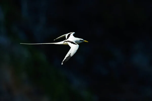Tropicbird Phaethon Aethereus 카리브해에서 백그라운드에서 Tropicbird를 토바고에서 장면입니다 트리니다드에서에서 — 스톡 사진