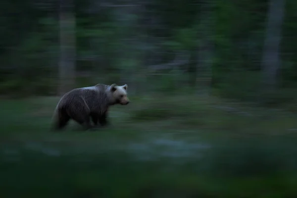 Panning Nature Bear Move Blur Forest Brown Bear Walking Forest — 图库照片