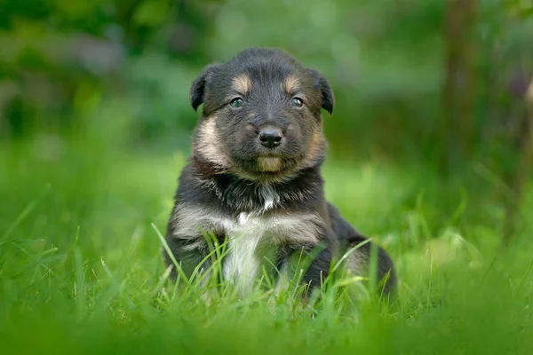 Cute Dog Pup Sitting Green Grass Animal Garden Unhappy Young — Stock Photo, Image