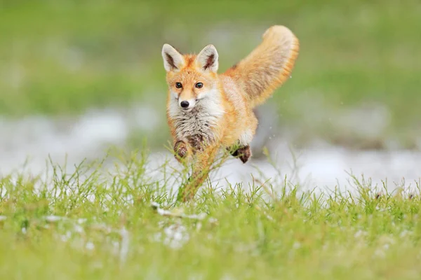 Прыжки Красного Лиса Vulpes Vulpes Сцена Дикой Природы Европы Оранжевый — стоковое фото