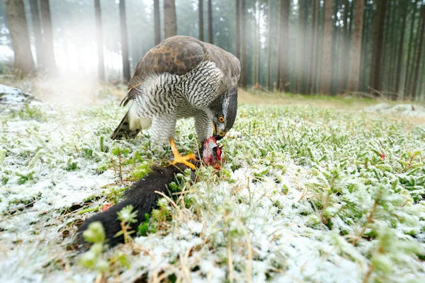 Goshawk Con Ardilla Negra Muerta Bosque Con Nieve Invierno Foto — Foto de Stock