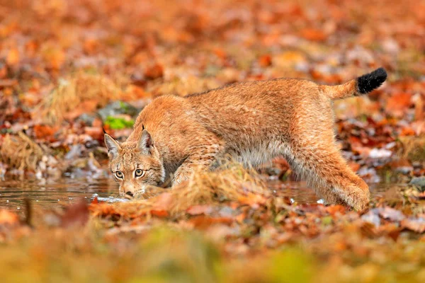 オレンジ色の葉の中を水で歩くリンクス ドイツの自然生息地に隠された野生動物 ドイツの森林からの野生動物のシーン 木の秋の植生のリンクス 美しい野生の猫 顔の肖像画 — ストック写真