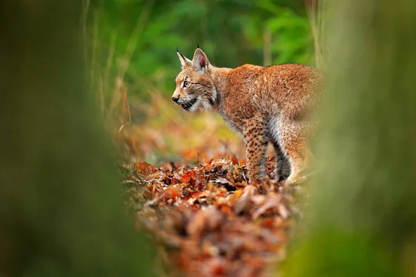 Lynx Bosque Caminando Gato Salvaje Eurasiático Entre Trona Verde Fondo —  Fotos de Stock