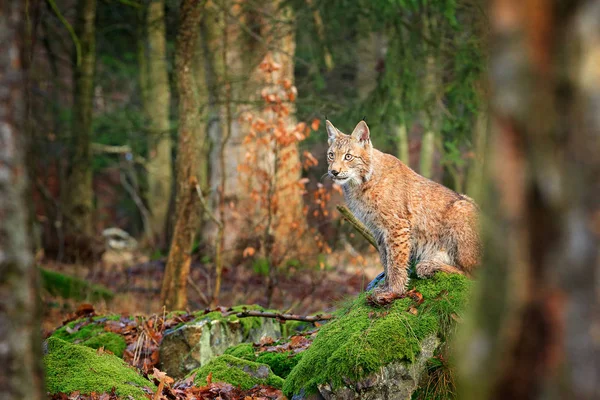 Lynx Ormanın Içinde Avrasya Vahşi Kedi Yeşil Yosunlu Taş Arka — Stok fotoğraf