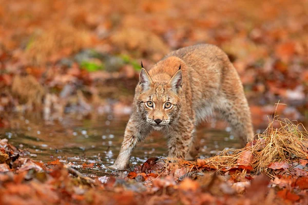 Lynx Περπατά Στα Πορτοκαλί Φύλλα Νερό Άγρια Ζώα Κρυμμένα Στο — Φωτογραφία Αρχείου