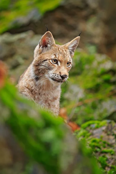 森の中のリンクス 緑のコケに覆われた石の背景に緑のユーラシア野生猫を座っています そこに自然の生息地 チェコ ヨーロッパで野生の猫 — ストック写真