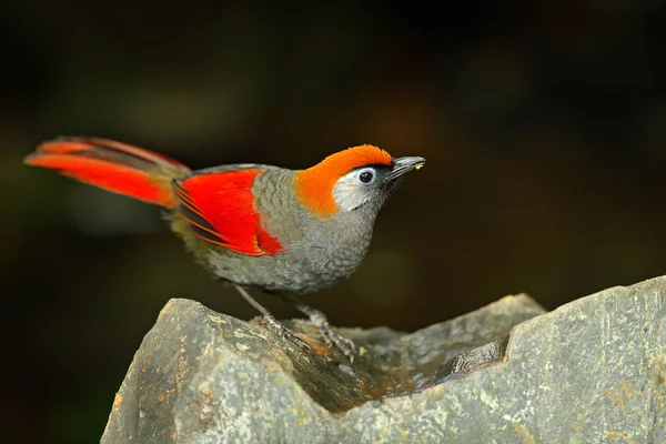 Red and grey songbird Red-tailed Laughingthrush, Garrulax milnei. Bird sitting on the rock with dark background, China. Wildlife scene from Asia nature. Bird in the habitat near the river water.