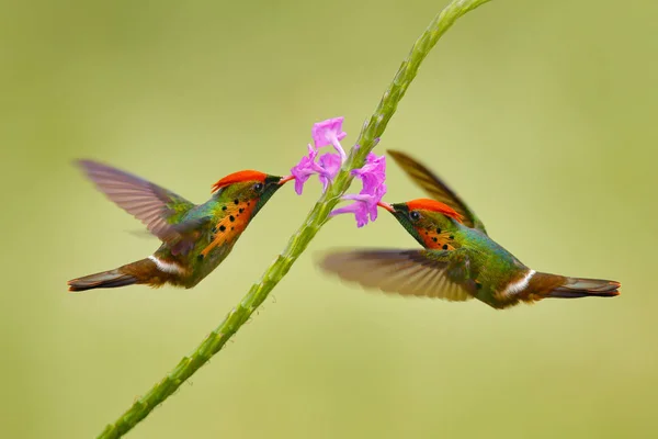 Coquette Touffue Colibri Coloré Avec Crête Orange Collier Dans Habitat — Photo