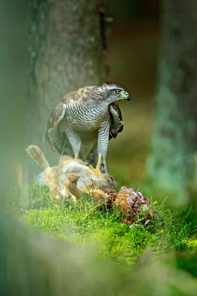 Goshawk Accipiter Gentilis Feeding Killed Hare Forest Bird Prey Fur — Stock Photo, Image