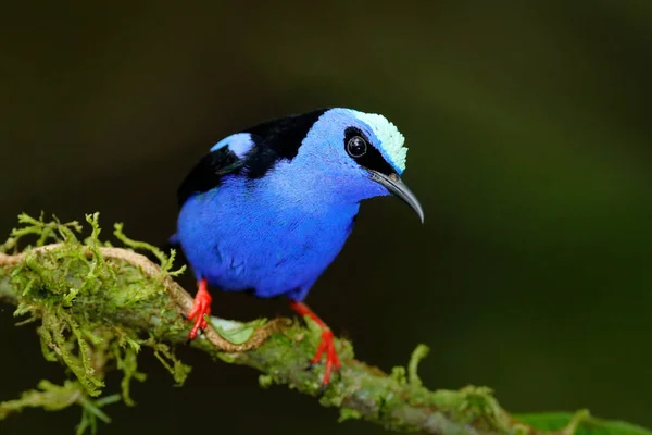 Roodpoot Honingkruiper Cyanerpes Cyaneus Exotische Tropische Blauwe Vogel Met Rode — Stockfoto