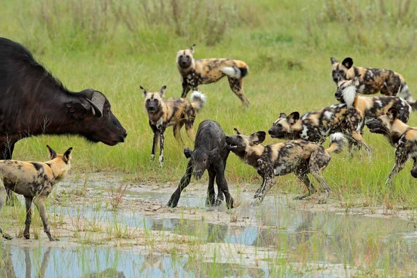 Cão Selvagem Caça Botsuana Vaca Búfalo Bezerro Com Predador Cena — Fotografia de Stock