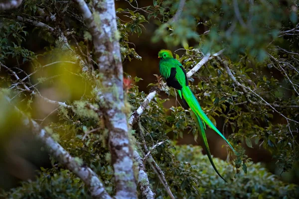 Resplendent Quetzal Savegre Costa Rica Med Grønn Skog Bakgrunnen Praktfull – stockfoto