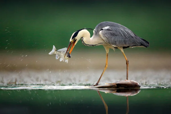 Garça Com Peixe Grey Heron Ardea Cinerea Relva Desfocada Fundo — Fotografia de Stock