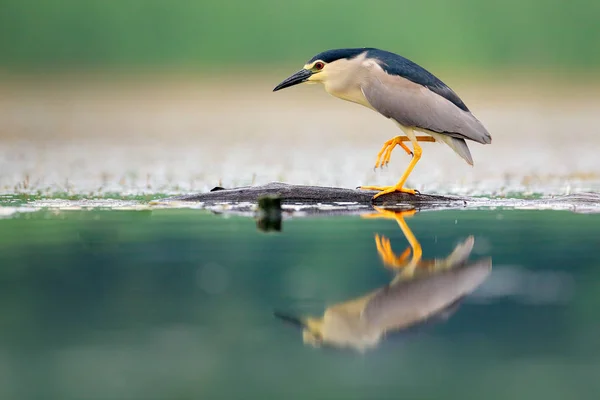 Garza Nocturna Nycticorax Nycticorax Pájaro Agua Gris Sentado Agua Hungría —  Fotos de Stock