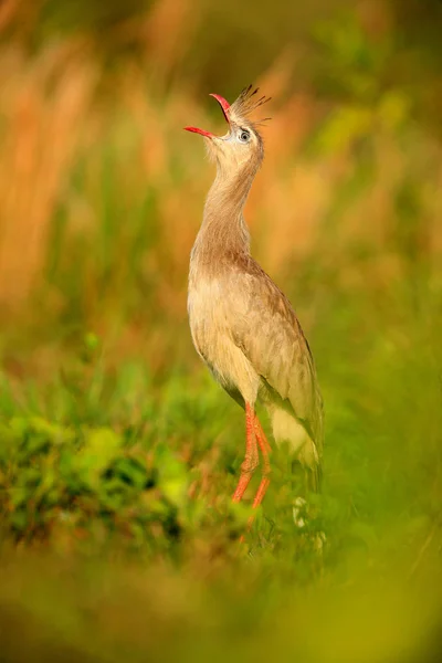 Red Legged Seriema Evening Light Pantanal Brazil Typical Bird Brazilian — Stock Photo, Image