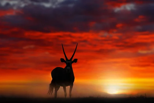 Gemsbok Med Orange Sanddyn Kväll Solnedgång Gemsbuck Oryx Gazella Stor — Stockfoto
