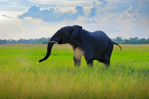 Africké Safari Slon Trávě Divoké Scény Přírody Slon Habitatu Moremi — Stock fotografie
